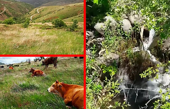 Elazığ'da bu köy: 'Nergis kadar saf, göç kadar hüzünlü'