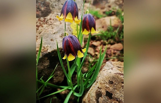 Elazığ'da bu laleyi koparan yandı: Cezası 700 bin TL