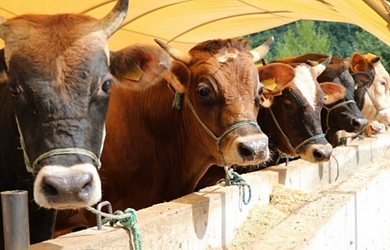 Elazığ'da Bu Meslek Grubu da Şikayetçi