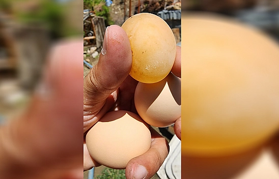 Elazığ'da bu yumurtayı gören gözlerine inanamadı