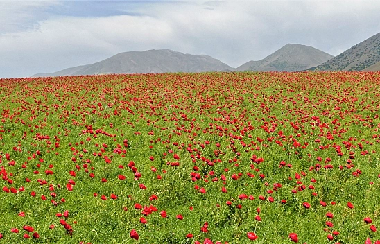 Elazığ'da bugün hava nasıl olacak? (22.06.2025)