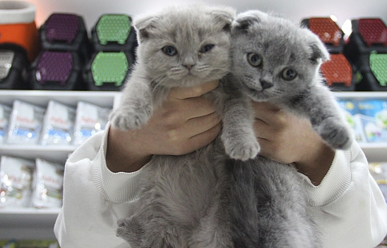 Elazığ'da Bunlara Sahip Değilseniz Sakın Almayın!