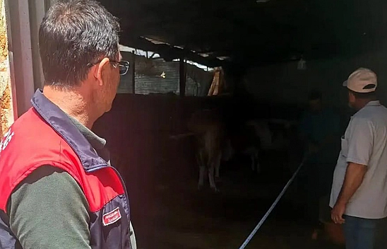 Elazığ'da büyükbaş hayvancılık işletmelerine sıkı denetim