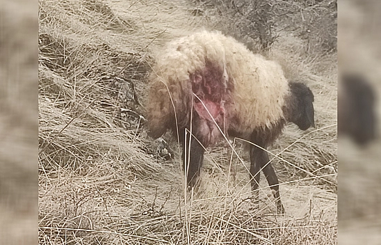 Elazığ'da çakal koyun sürüsüne daldı onlarca koyun telef oldu