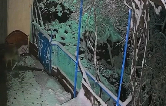 Elazığ'da çakalın tepsiyi çalma anı kameraya yansıdı