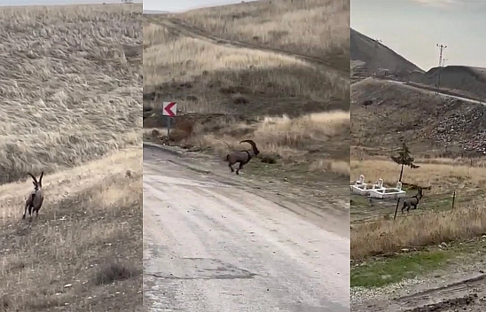 Elazığ'da Çengel Boynuzlu Dağ Keçisi Görüntülendi
