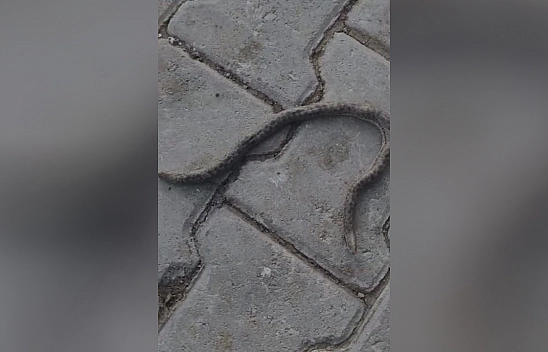 Elazığ'da çift başlı yılan tedirgin etti