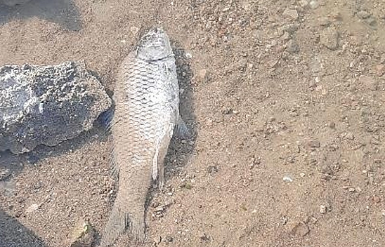 Elazığ'da Cip Baraj Gölü alarm veriyor: Sular çekildi, balıklar telef oldu