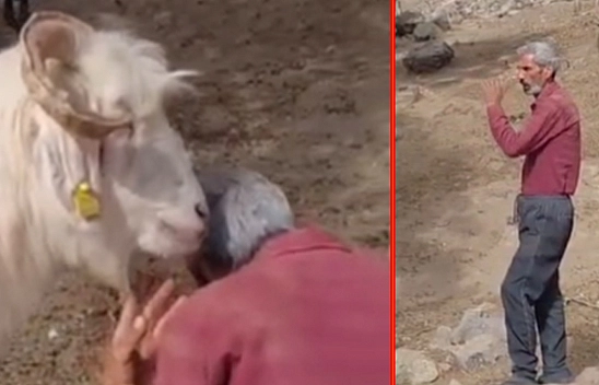 Elazığ'da çobanın 'Kim Yedi?' sorusuna keçiden ilginç yanıt