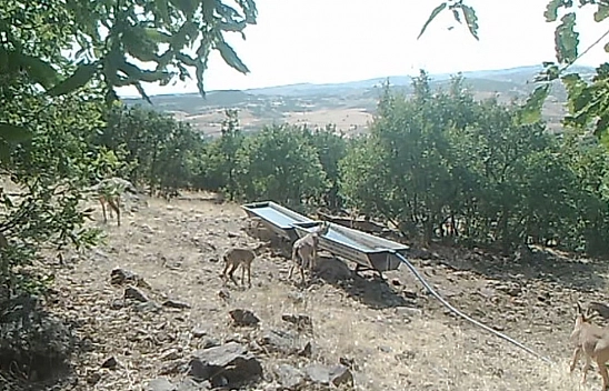 Elazığ'da dağ keçileri fotokapanlara yansıdı