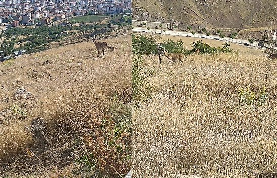 Elazığ'da Dağ Keçileri Görüntülendi