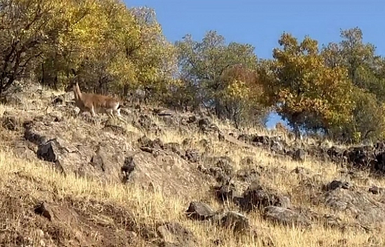Elazığ'da dağ keçileri görüldü