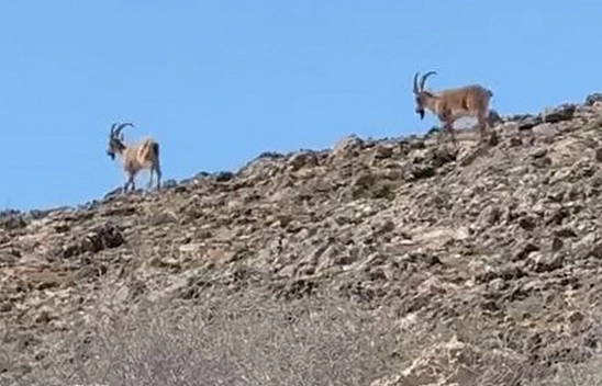 Elazığ'da dağ keçileri görüldü