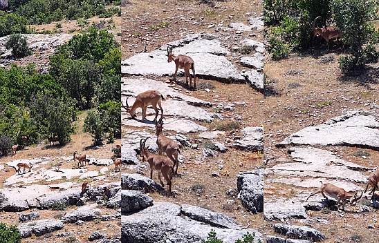 Elazığ'da dağ keçileri, görüntüleri ile hayran bıraktı