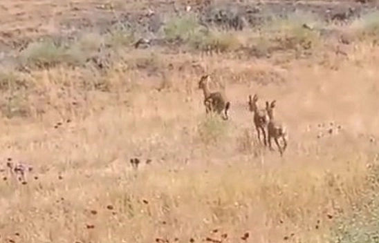 Elazığ'da dağ keçileri görüntülendi