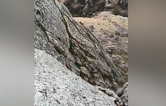 Elazığ'da dağ keçileri görüntülendi