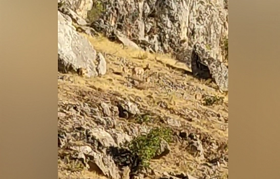 Elazığ'da dağ keçileri Harput'ta görüntülendi