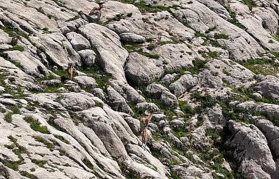 Elazığ'da dağ keçileri havadan görüntülendi