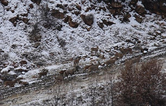 Elazığ'da dağ keçileri hummalı çalışmayla kontrol ediliyor