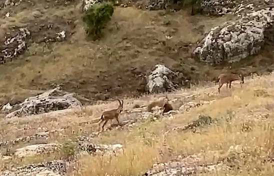 Elazığ'da dağ keçileri sürü halinde görüntülendi
