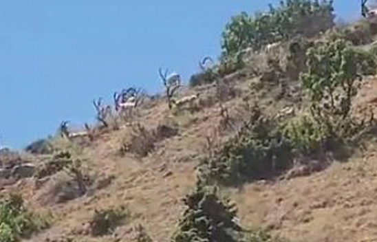 Elazığ'da dağ keçileri sürü halinde görüntülendi