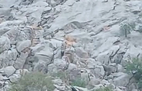 Elazığ'da dağ keçileri sürü halinde görüldü