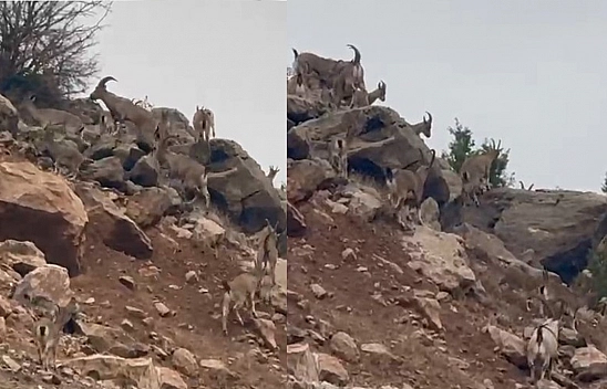 Elazığ'da dağ keçileri sürü halinde görüntülendi