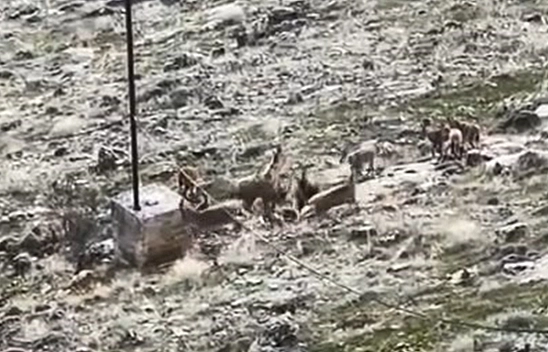 Elazığ'da dağ keçileri sürü halinde görüntülendi