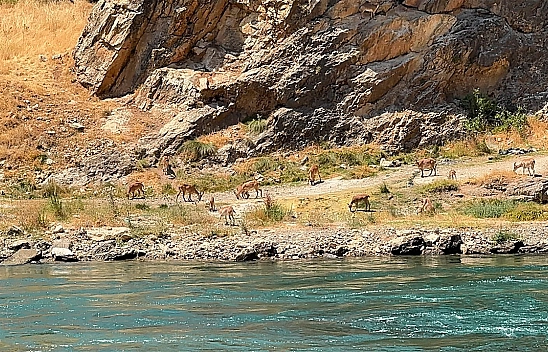 Elazığ'da dağ keçileri sürü halinde görüntülendi