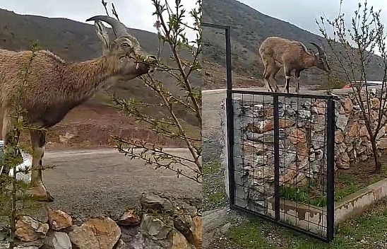 Elazığ'da dağ keçisi evin duvarına tırmandı