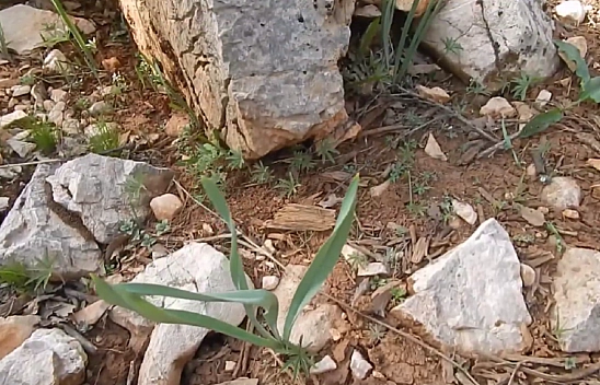 Elazığ'da dağlardan toplanıyor! Faydaları saymakla bitmiyor… Vücudun direnci artıyor