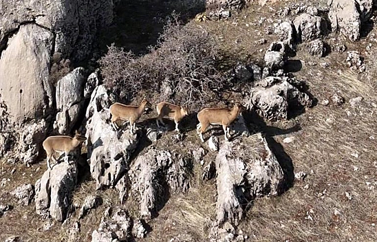 Elazığ'da dağların sahipleri havadan görüntülendi