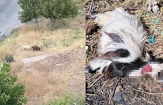 Elazığ'da dehşet anları: Keçi sürüsüne köpek saldırısı