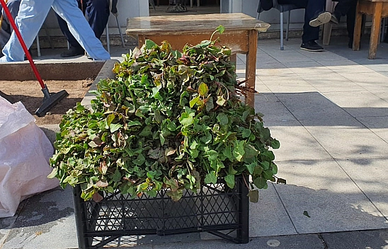 Elazığ'da deste deste satılıyor yılın ilk mahsulü