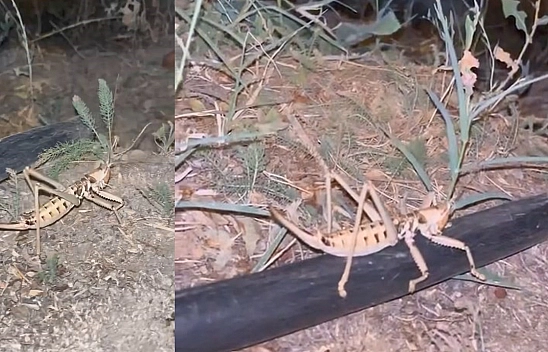 Elazığ'da dev etçil çekirge görüldü