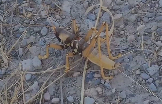 Elazığ'da Dev Etçiller Görünmeye Devam Ediyorlar