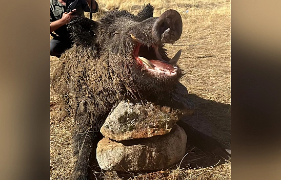 Elazığ'da dev yaban domuzu avlandı
