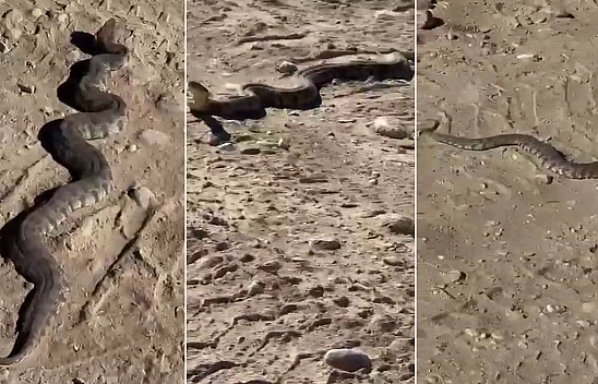 Elazığ'da dev yılanı görenler dehşete düştü!