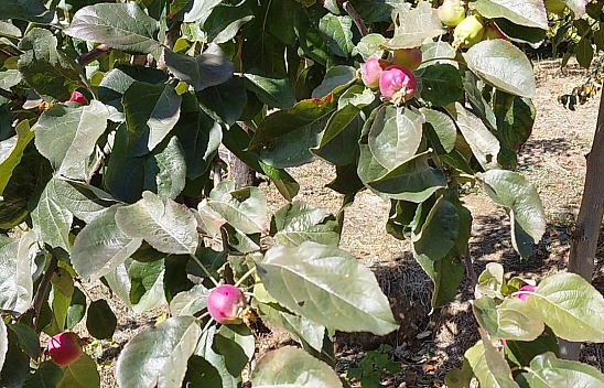 Elazığ'da doğa şaşırttı: Armut ve elma ağaçları ekim ayında meyve verdi