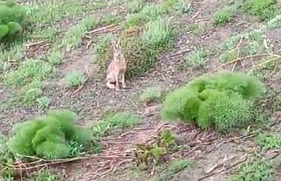 Elazığ'da Doğal Hız Makinası Görüntülendi!