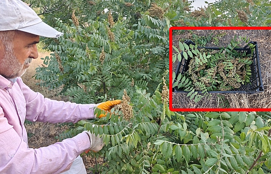 Elazığ'da doğal sumak hasadı başladı