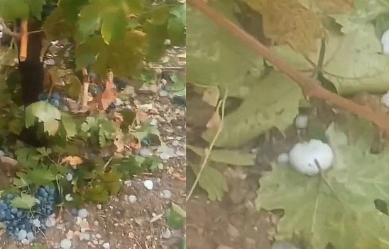 Elazığ'da Dolu Üzüm Bağlarını Vurdu