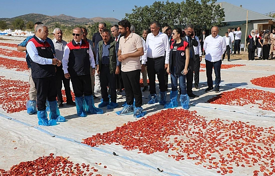 Elazığ'da domates hasadı başladı: 100 bin ton rekolte bekleniyor
