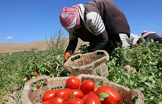 Elazığ'da domates hasadı hız kesmeden sürüyor: 20 bin ton rekolte bekleniyor