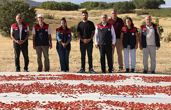 Elazığ'da domates üretimi artıyor, rekolte yükseliyor