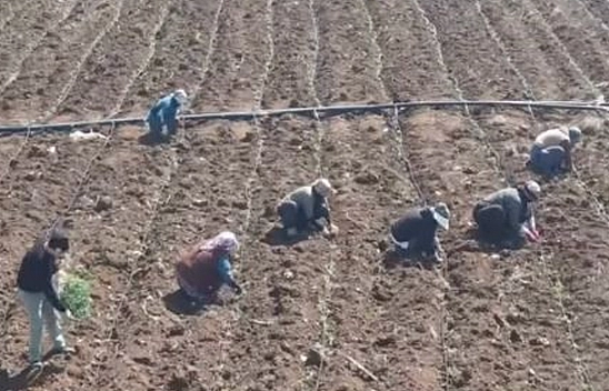 Elazığ'da domates üretiminde yeni sezon başladı