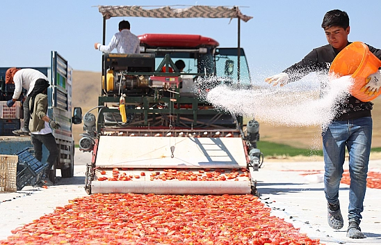 Elazığ'da domateste 315 ton rekolte bekleniyor