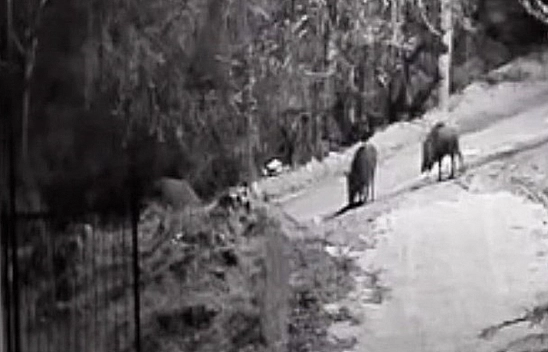 Elazığ'da domuz sürüleri görüldü