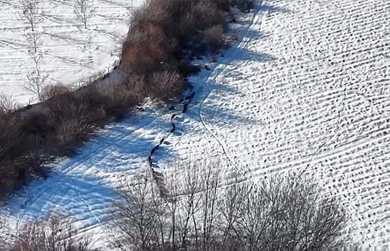 Elazığ'da domuz sürüsü görüldü