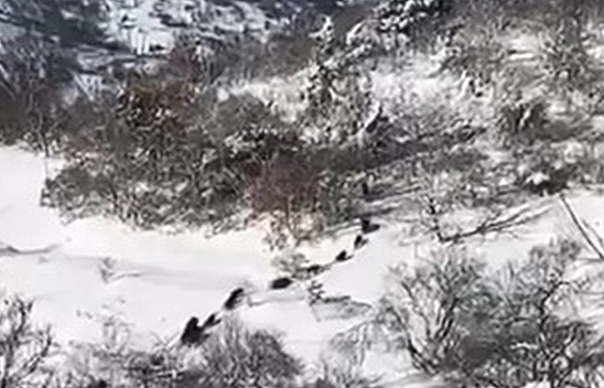 Elazığ'da domuz sürüsü görüldü